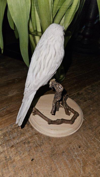 Prachtige isabel kanarie Taxidermie volledige montage -, Verzamelen, Dierenverzamelingen