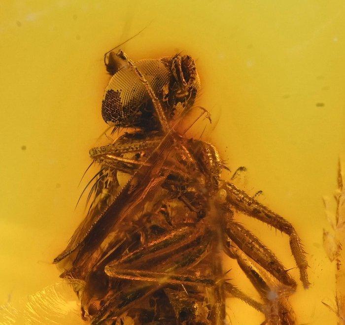 Baltic Amber - Dolichopodidae (vlieg) met verbazingwekkende, Collections, Minéraux & Fossiles
