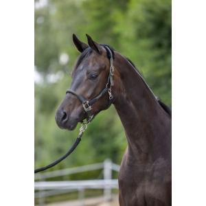 Halster cordano - olijfgroen pony - kerbl, Animaux & Accessoires, Chevaux & Poneys | Autres trucs de cheval