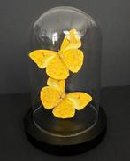 Oranje-barrige Sulphur-butterflies onder een koepel, Verzamelen, Dierenverzamelingen, Nieuw
