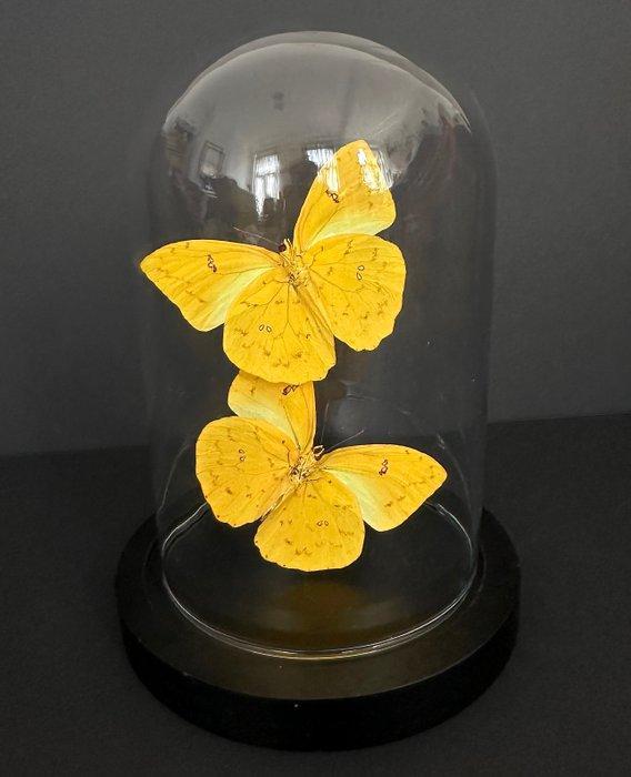 Oranje-barrige Sulphur-butterflies onder een koepel, Verzamelen, Dierenverzamelingen