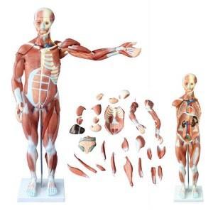 Anatomisch model, spieren (27 delen)  ST-ATM-046, Diversen, Verpleegmiddelen, Verzenden