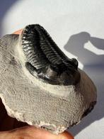 Trilobiet - Gefossiliseerd dier - Hollardops mesocristata -, Verzamelen, Mineralen en Fossielen