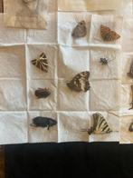 Papillon Support de corps entier pour taxidermie -, Verzamelen, Nieuw