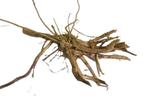 Driftwood Selected DW27 - 45x23x15cm (Small drift wood), Ophalen of Verzenden, Nieuw, Plant(en), Steen of Hout