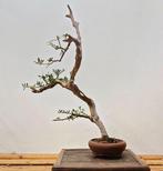 Olijf bonsai (Olea europaea) - Hoogte (boom): 65 cm -, Antiek en Kunst, Kunst | Schilderijen | Klassiek