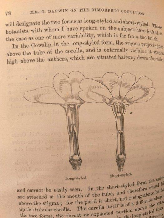 Darwin Charles, Francis Darwin, Daniel Oliver et al -, Antiquités & Art, Antiquités | Livres & Manuscrits