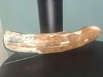 Wolharige mammoet - Gefossiliseerde slagtand - 45 cm - 10 cm