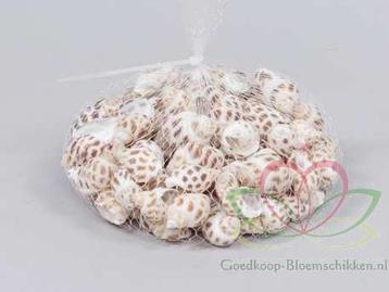 Babylonia schelpen +/- 1 kilo