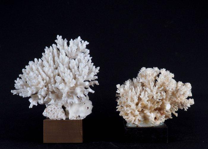 Rifkoraal Koraal - Acropora (Zonder minimumprijs), Antiek en Kunst, Curiosa en Brocante