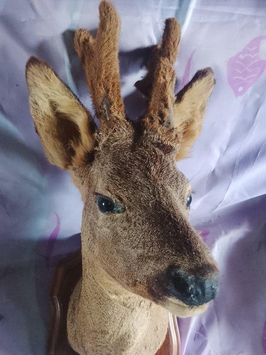 Jachttrofee, Antiquités & Art, Curiosités & Brocante