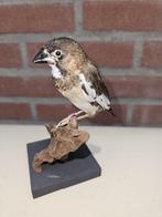 Japanse meeuw Taxidermie volledige montage - Estrildidae -, Verzamelen, Nieuw