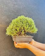 Bonsaï de romarin - Hauteur (arbre) : 18 cm - Profondeur