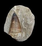 Zeereptiel - Fossiele tand - mosasaurio - 6 cm  (Zonder, Verzamelen