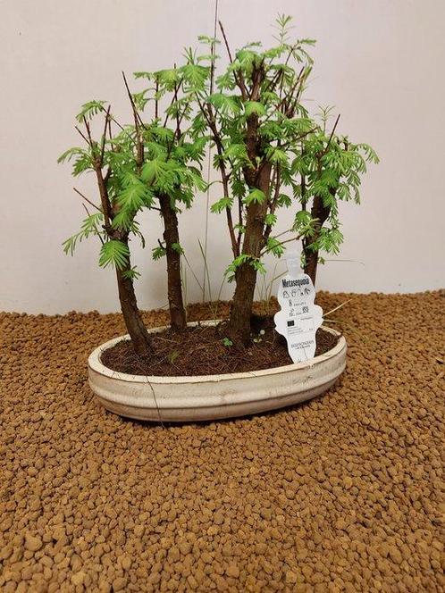 Kustmammoetboom bonsai (Sequoia) - Hoogte (boom): 28 cm -, Antiek en Kunst, Curiosa en Brocante