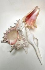 3 grands coquillages marin escargot de mer Coquillage marin, Antiek en Kunst