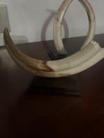 Wrattenzwijn Slagtand - Facocero - 15 cm - 0 cm - 0 cm - (4), Antiek en Kunst