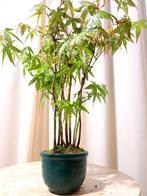 Acer yamamomiji forrest - Hoogte (boom): 25 cm - Diepte
