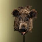 Wild Zwijn Groot Taxidermie Opgezette Dieren By Max, Ophalen of Verzenden, Nieuw, Wild dier, Opgezet dier