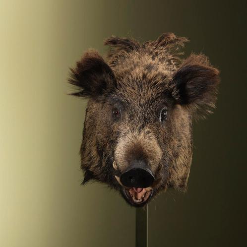 Wild Zwijn Groot Taxidermie Opgezette Dieren By Max, Verzamelen, Dierenverzamelingen, Opgezet dier, Nieuw, Wild dier, Ophalen of Verzenden