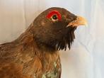 Ruigpoothoender Taxidermie volledige montage - Tetrao, Nieuw