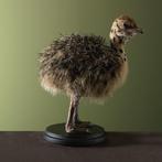 Struisvogel Jong Taxidermie Opgezette Dieren By Max, Ophalen of Verzenden, Nieuw, Vogel, Opgezet dier