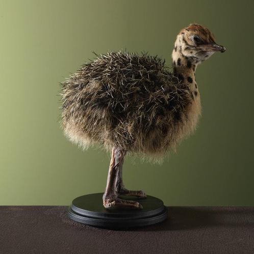 Struisvogel Jong Taxidermie Opgezette Dieren By Max, Verzamelen, Dierenverzamelingen, Opgezet dier, Nieuw, Vogel, Ophalen of Verzenden