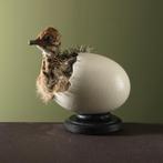Struisvogel in Ei Taxidermie Opgezette Dieren By Max, Ophalen of Verzenden, Nieuw, Vogel, Opgezet dier