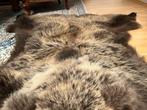 Bruine beer Taxidermie volledige montage - Urus Arctos -, Nieuw