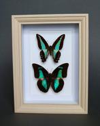 Vlinder Taxidermie volledige montage - Graphium sarpedon /, Verzamelen, Nieuw
