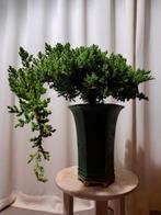 XL juniperus bonsai cascade in grote bonsaipot - Hoogte