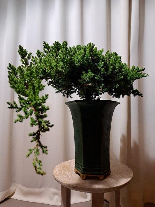 XL juniperus bonsai cascade in grote bonsaipot - Hoogte, Antiek en Kunst, Curiosa en Brocante