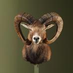 Moeflon Taxidermie Opgezette Dieren By Max, Verzamelen, Dierenverzamelingen, Ophalen of Verzenden, Nieuw, Wild dier, Opgezet dier