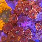 Zoanthus Magicians S (4-5 poliepen), Dieren en Toebehoren
