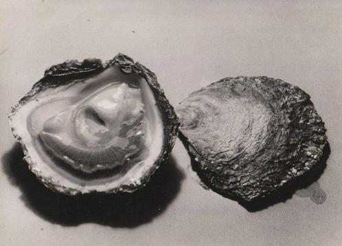 Noël Le Boyer (1883-1967) - Oysters, c.1950, Antiek en Kunst, Kunst | Schilderijen | Modern