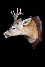 Reebok Taxidermie volledige montage - Capreolus capreolus -, Nieuw