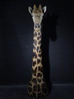 Northern Giraffe - standing neckmount Bot - Giraffa, Nieuw
