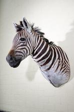 Zebra Head Support mural pour taxidermie - Equus quagga - 45, Nieuw