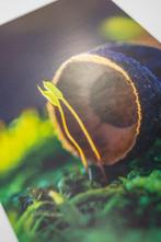 Inna Etuvgi - MOSSY LOVE STORY - matted