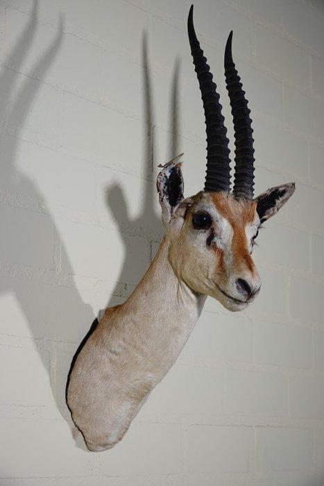 Gazelle de Thompson Crâne - Nanger thompsoni - 33 cm - 65 cm, Verzamelen, Dierenverzamelingen