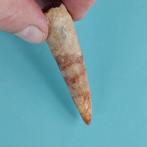 Dinosaurus - Fossiele tand - Spinosaurus aegyptiacus - 78 mm