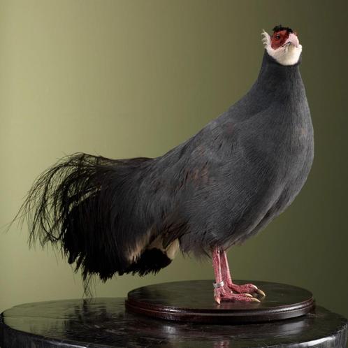 Blauwe Oorfazant Taxidermie Opgezette Dieren By Max, Verzamelen, Dierenverzamelingen, Opgezet dier, Nieuw, Vogel, Ophalen of Verzenden