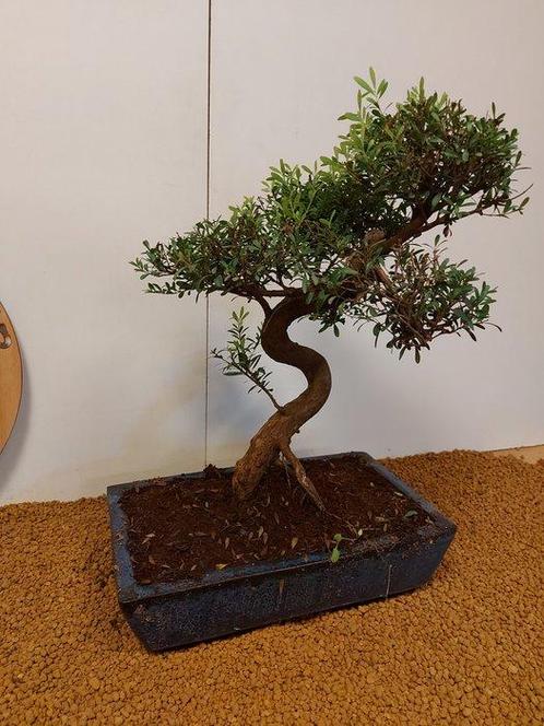 syzygium - Hoogte (boom): 45 cm - Diepte (boom): 30 cm -, Antiek en Kunst, Curiosa en Brocante