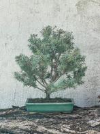 Jeneverbes bonsai (Juniperus) - Hoogte (boom): 40 cm -
