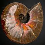 Uitstekende Cleoniceras met Red Opal Fluorescentie Krijt,, Verzamelen, Mineralen en Fossielen