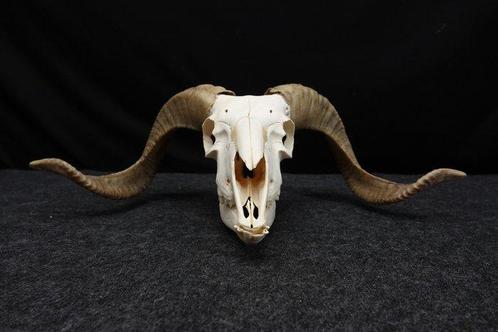 Crâne de mouton avec de grandes cornes enroulées Os - Ovis, Verzamelen, Dierenverzamelingen