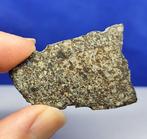 Meteoriet chondriet-snijvlak. NWA 869 (Sahara, 2000). Mooi