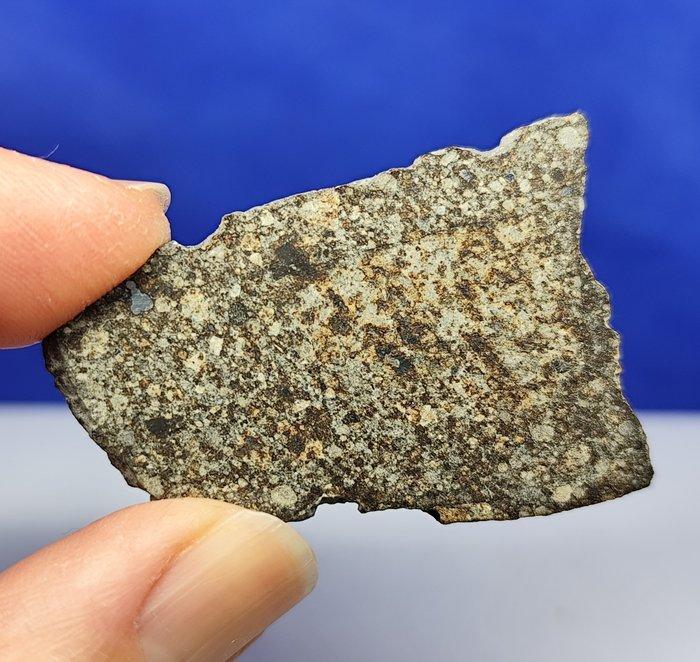 Meteoriet chondriet-snijvlak. NWA 869 (Sahara, 2000). Mooi, Collections, Minéraux & Fossiles