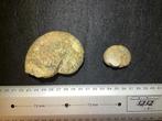 Ammoniet - Gefossiliseerde schelp - Two rare Nautilus Aturia