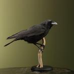 Kraai Taxidermie Opgezette Dieren By Max, Verzamelen, Dierenverzamelingen, Ophalen of Verzenden, Nieuw, Vogel, Opgezet dier